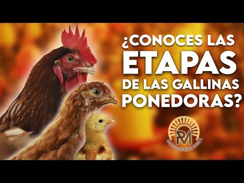 , title : 'Cuales son las ETAPAS de las GALLINAS PONEDORAS'