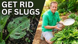 8 Methods to Control Slugs