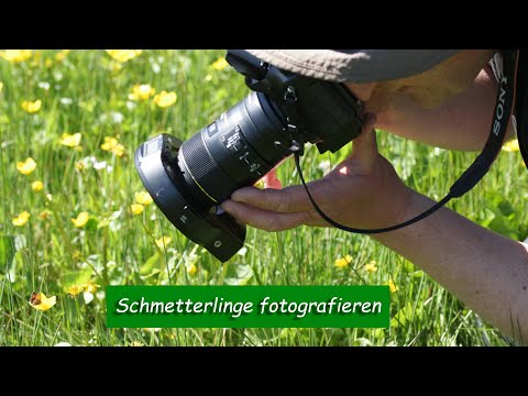 Schmetterlinge fotografieren - Tipps zur Makrofotografie