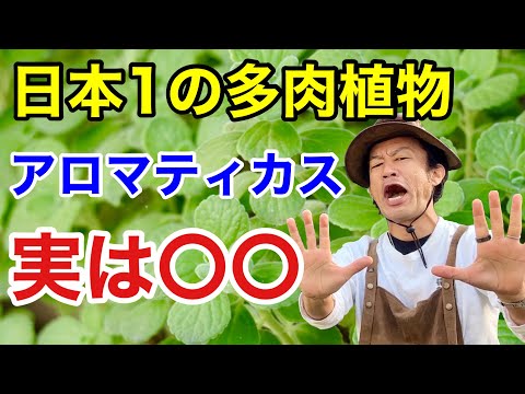 トマティージョ 植物