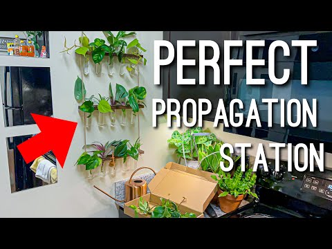 EVEAGE Wall Hanging Planter Unboxing a propagation Station & Setting it up with my Favorite Plants!