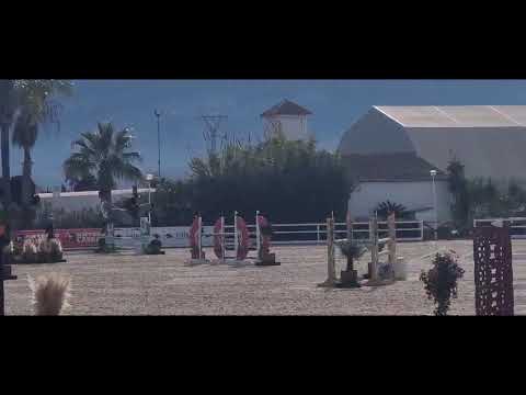 Daddy Cool Ter Linden Z