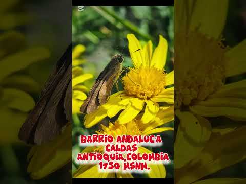 Saltarina de ala larga caféPanoquina ocolaFamilia Hesperiidaesubfamilia Hesperiinae#caldasantioquia