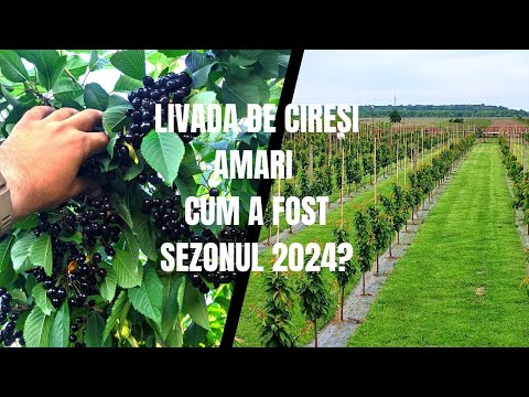Cirese Amare in Romania: Sezonul 2024 in Livada de Cireși Amari!