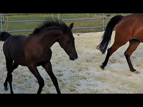 Glamourdale / Millenium / De Niro / Andiamo / Troublemaker 09082022