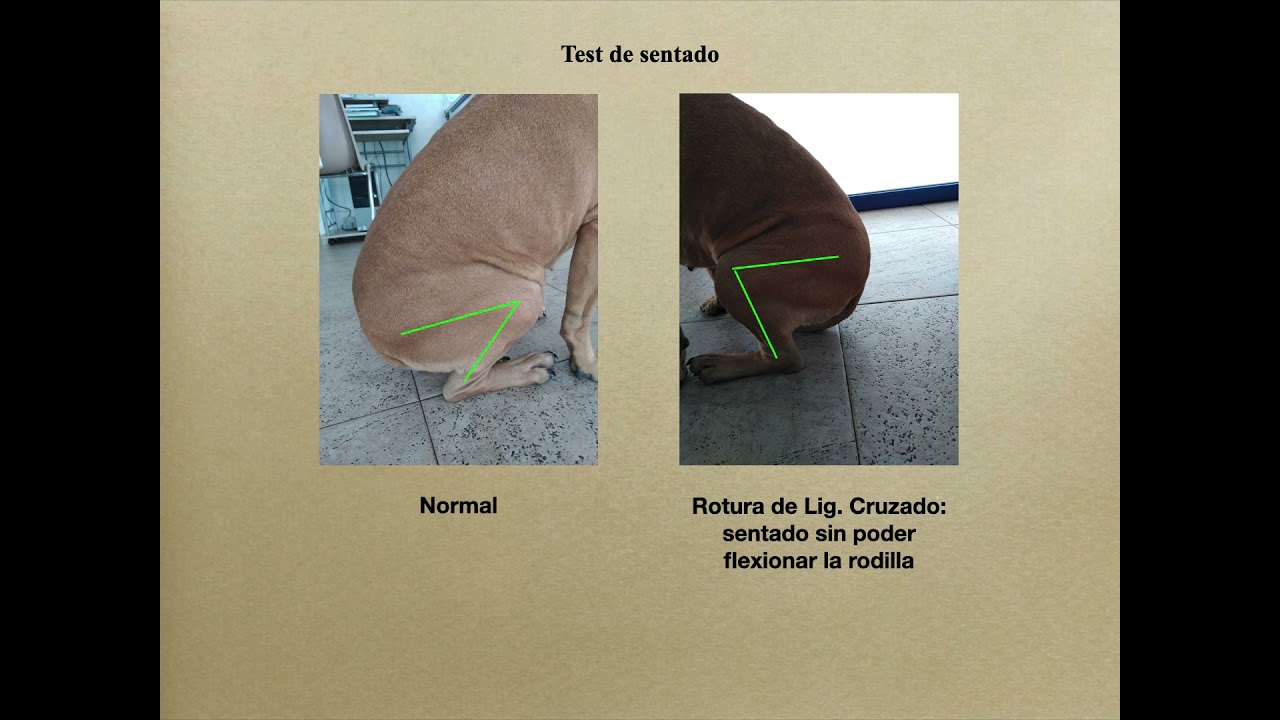 Watch rotura ligamento cruzado perro, TPLO Now rotura ligamento cruzado perro, TPLO