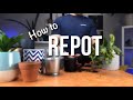 How to repot a plant? | Beginners Guide to Repotting