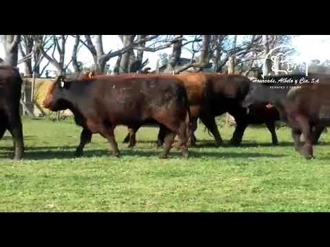 Hacienda - Cabaña Angus De Giusti