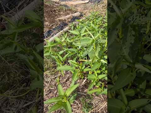 菜園にあるどの花が虫を引き寄せたり、忌避したりするのでしょうか?  庭園