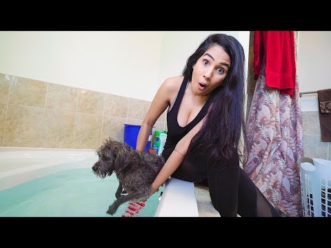 Teaching My Puppy HOW TO SWIM!
