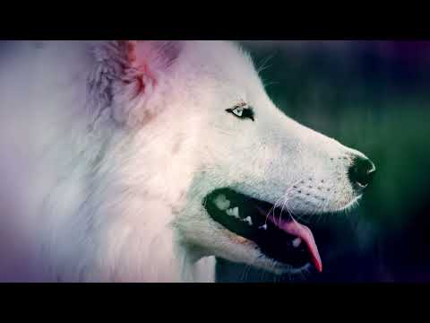 Bayu Bayushki Bayu - Russian Lullaby lyrics (eng sub)