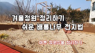 겨울정원 정리하고 배롱나무 전지하기~ /정원/조경/