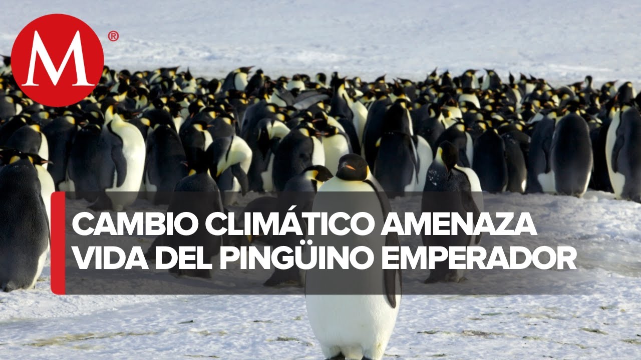 Advierten que pingüino emperador está en riesgo de extinción por cambio climático