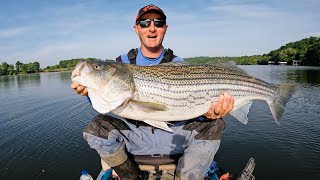 What Happens When You Drop Live Shad to the Bottom of the River???