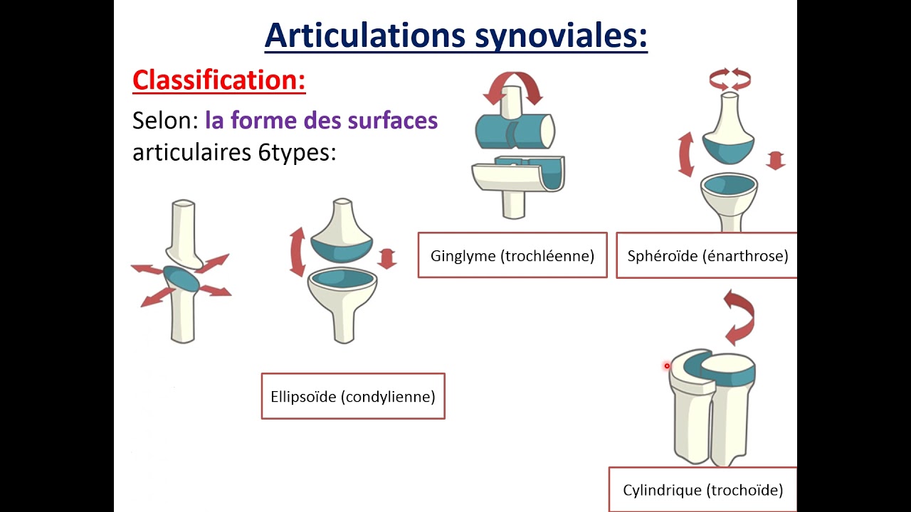 Généralités sur les articulations.