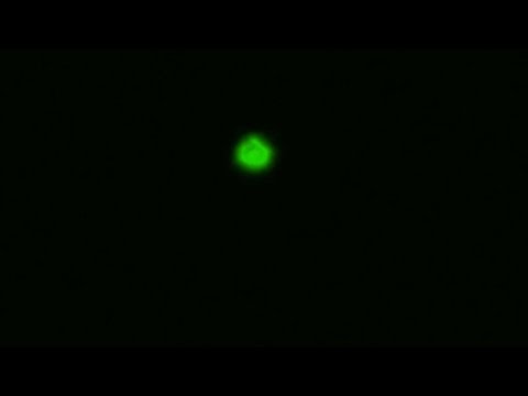 Ufo nad Gdańskiem..