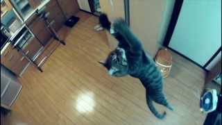 [Kill la Kill] Before my body is dry Goes With Everything (Don't Lose Your Way)