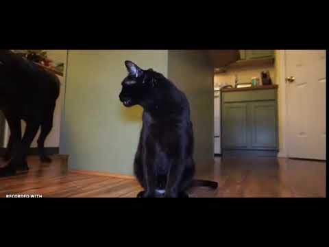 Talking Kitty Cat 58: Extended Ending!