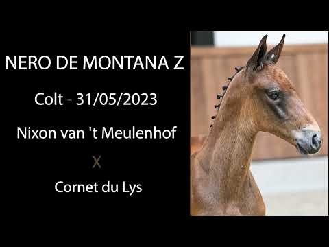 Nero de Montana Z (Nixon van 't Meulenhof x Cornet du Lys)