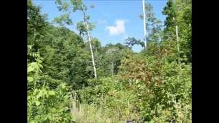 preview picture of video '72 50 Acres McMakin Road Rogersville TN 37857'