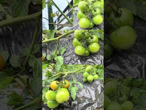 トマトを雨から守るには？ 3 つの効果的で創造的なテクニック  庭園