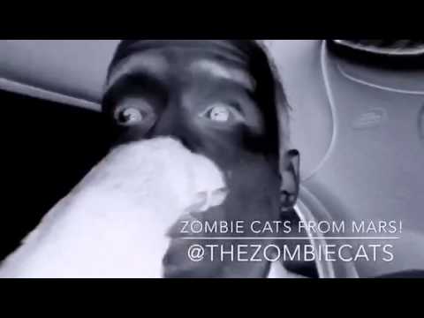 Zombie Cats from Mars