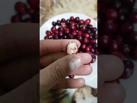 afin roșu.merișor american.din martie o sa am la vanzare plante.