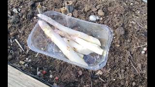 I Covered It In Sheep's Wool & Got A Good Erection With A Nice Girth First Asparagus Harvest