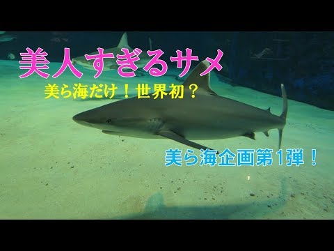 オオメジロザメまたはマンゴナザメ