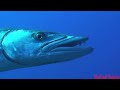 Barracuda
