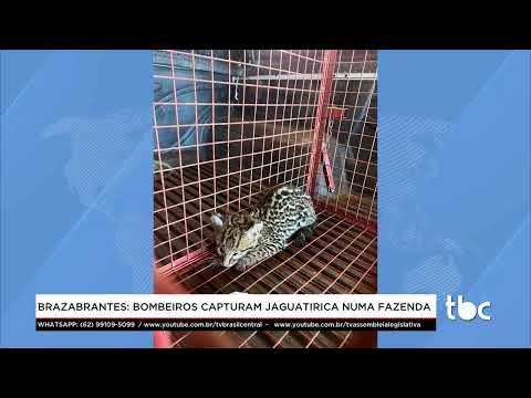 Jornal Brasil Central |12-03-26| Brazabrantes: Bombeiros capturam Jaguatirica numa Fazenda