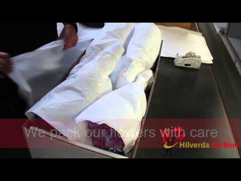 The Hydrangea packing process Hilverda De Boer