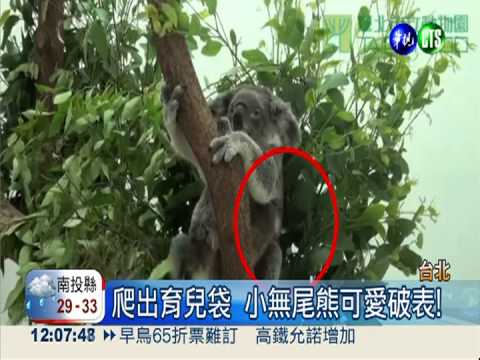 小無尾熊探頭露臉 超級卡娃依!