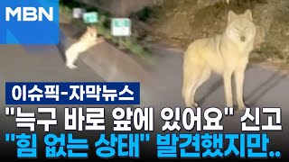 [자막뉴스] ＂늑구 바로 앞에 있어요＂ 다급 신고…＂힘 없는 상태＂ 겨우 발견했지만 | 이슈픽