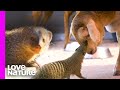 Mongoose And Sheep Have The Perfect Friendship | Oddest Animal Friendships | Love Nature