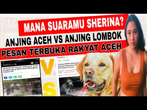 Heboh, Pesan terbuka Rakyat Aceh buat Sherina | Anjing Aceh VS Anjing Lombok, Mana Suaramu Sherina⁉️