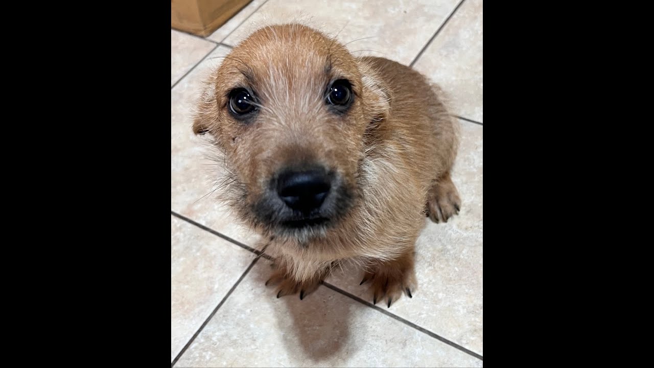 Enlarge Barley, an adopted mixed breed in Woburn, MA video 3/5