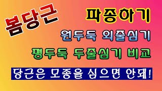 [텃밭농부. 1,381]  봄당근 파종하기. 당근은 모종을 심으면 안된다! #당근재배