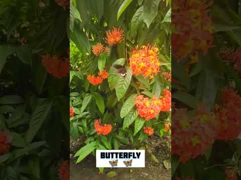 So beautiful 🦋🦋 ।। #youtubeshorts #butterfly #flower #shortsviral