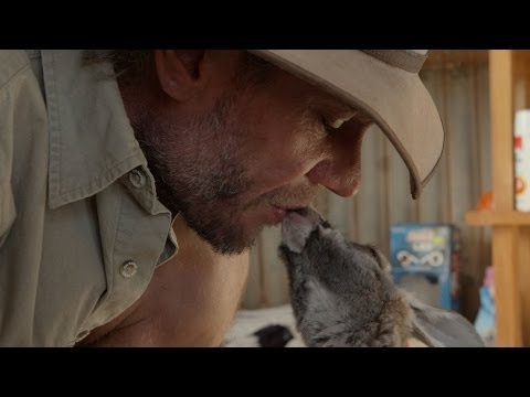 Brolga bonds with baby kangaroos - Kangaroo Dundee: Episode 1 Preview - BBC