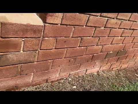 Time for the Boxelder Bugs to Emerge in Milltown, NJ
