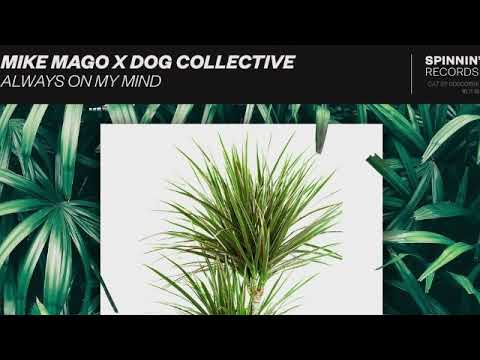 Mike Mago x The Dog Collective - Always On My Mind
