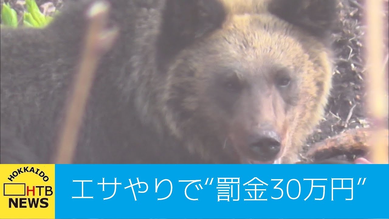 ヒグマと人の危険な距離　野生動物にエサやりで罰金３０万円へ