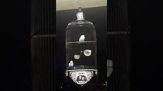 Download lagu Lovebird konslet bogor4 mp3