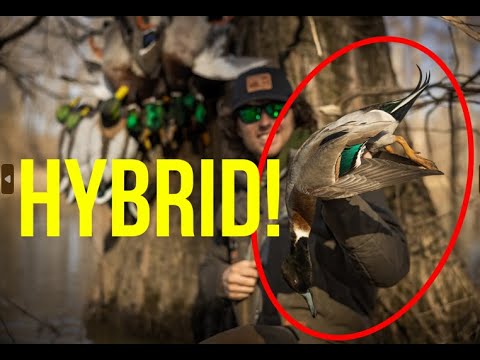 Higdon Outdoors TV - 1109 -"Last Day of the Season"