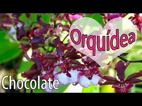Como cuidar da Oncidium Sharry Baby - Orquídea Chocolate