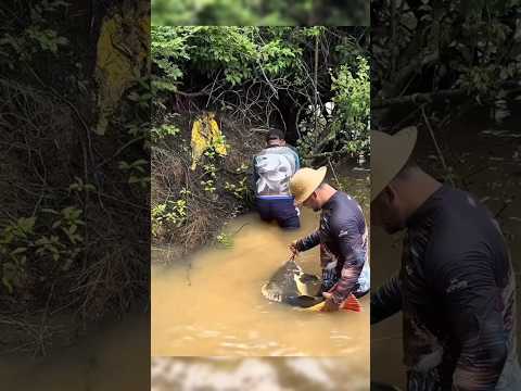 Detik Detik Pria Ini Menaklukkan Monster Air Tawar #fishing #mancing #shorts