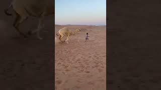 camel running behind baby  😮😮🤣 #shorts #camel