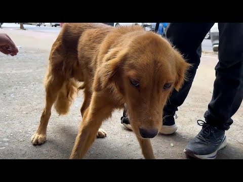 Did The Abandoned Golden Retriever Have Parvovirus Or Canine Distemper? |Dog Rescue