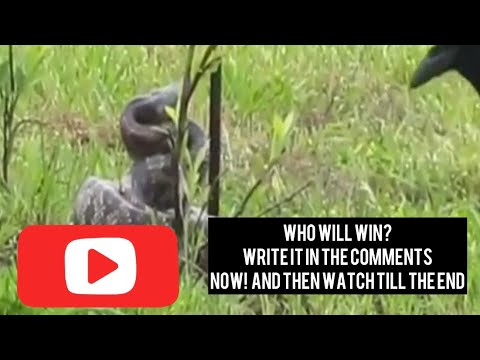 Raven vs Snake: Unseen Wildlife Drama - A Struggle for Survival in the Wild #corvids #raven #snake